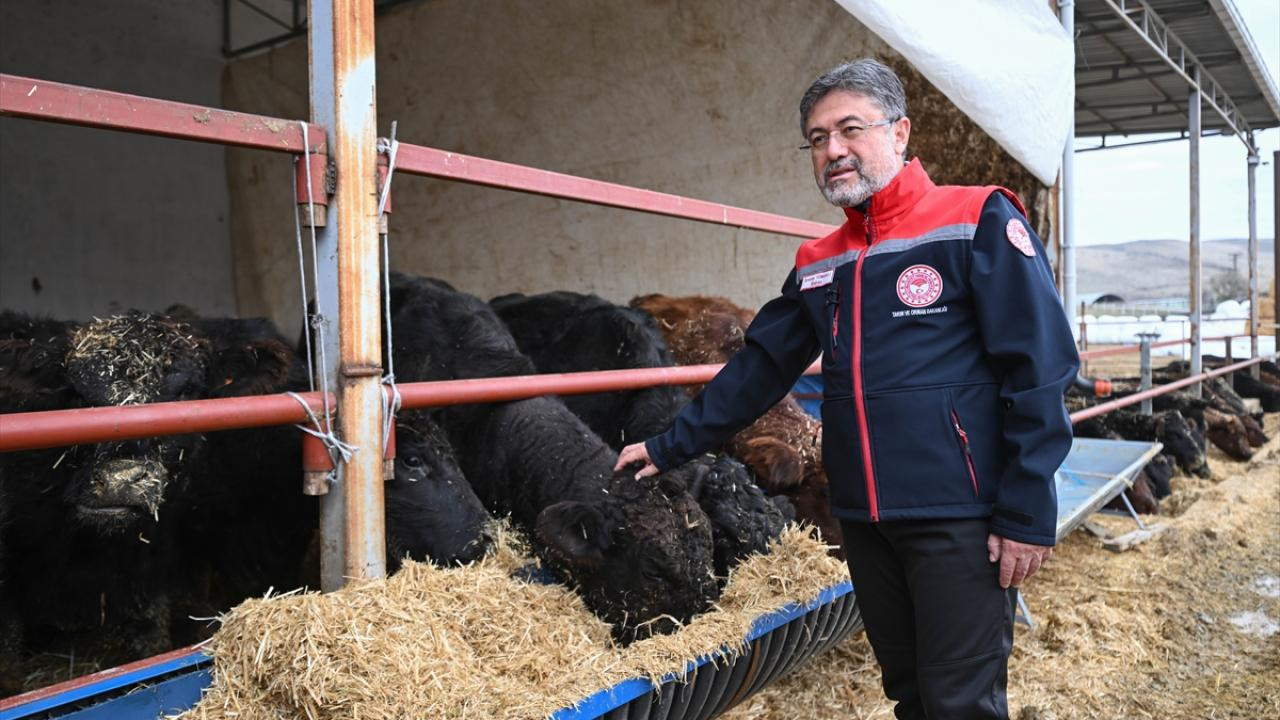 Kırmızı et üretimi için dev hamle! Bakan Yumaklı açıkladı: Hayvanlar sahiplerine ulaşıyor
