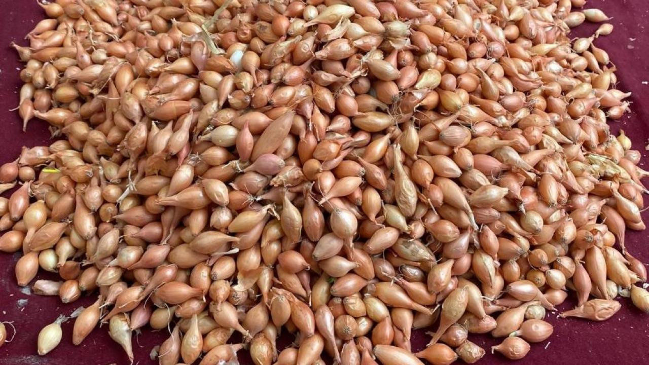 Soğan üreticilerine ‘Dikim zamanı’ uyarısı